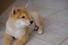 beautiful Shiba Inu puppies are looking for loving homes Image eClassifieds4u 1