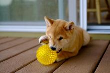 beautiful Shiba Inu puppies are looking for loving homes Image eClassifieds4u 2