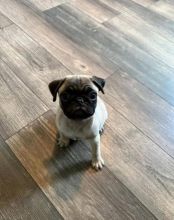 Stunning Pedigree Pug puppies Image eClassifieds4U