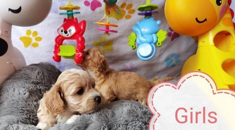 MaltiPoo Puppies for adoption 😍 Image eClassifieds4u