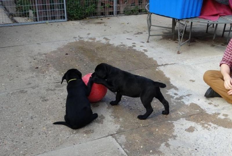 PUREBRED *BLACK* Labrador Retriever Puppies Image eClassifieds4u