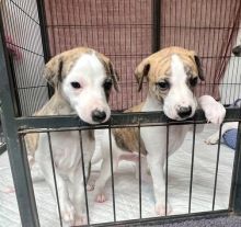 Adorable Whippet Puppies For Good Home