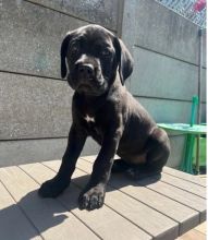 Affectionate Cane Corso Puppies