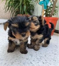 Amazing Yorkie puppies
