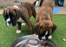 Boxer puppies ready