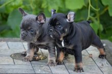 Caring French Bulldog Puppies Available
