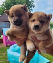 Charming Shiba Inus Puppies Still Available