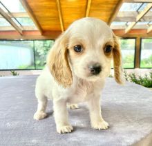 Cute Lovely male and female er Puppies for adoption