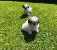 Good Looking Shih Tzu Puppies Ready Now