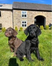 Gorgeous Labrador Puppies Available