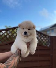 Healthy Chow Chow Puppies