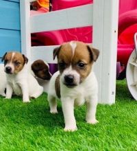 jack Russell Puppies