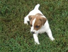 Jack Russell Terrier puppies