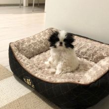 Japanese Chin Puppies With 2 Years Health Guarantee