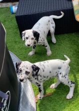 male and female Dalmatian Puppies