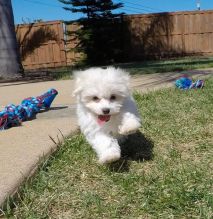 Maltese Puppies Needs A New Family