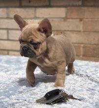 registered French Bulldog Puppies