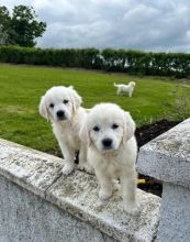 Registered Male and Female Golden Retriever Puppies