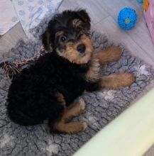 Sweet Airedale Terrier Puppies Ready Now