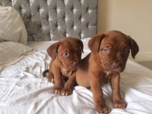 Sweet Dogue de Bordeaux Puppies
