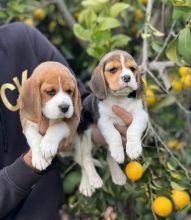 Two Beagle Puppies