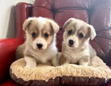 Welsh Pembroke Corgi Puppies