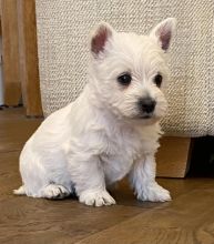 West Highland Terrier for Adoption