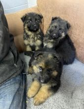 Wonderful German Shepherd Puppies Ready
