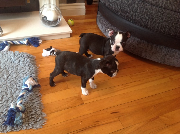 Boston Terrier Puppies for adoption Image eClassifieds4u