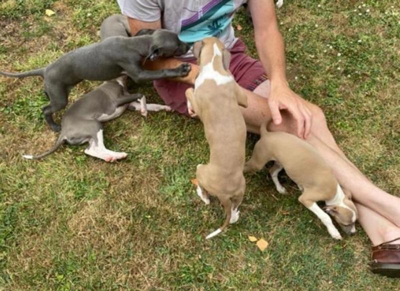 Italian Greyhound Puppies available Image eClassifieds4u