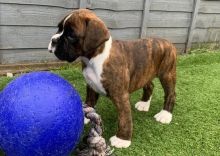 Awesome Boxer Puppies Image eClassifieds4U