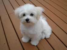 Bichon Frise Puppies Available Image eClassifieds4U