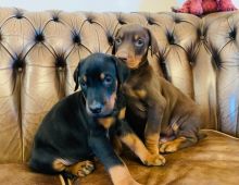 Dobermann Puppies 🐕‍🦺🐕‍🦺🐩🐩🐾🐾 Image eClassifieds4u 1