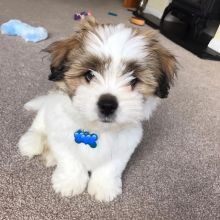 Lhasa Apso Puppies Available With Complete Vaccinations Image eClassifieds4U