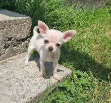 Quality Chihuahua Puppies Image eClassifieds4U
