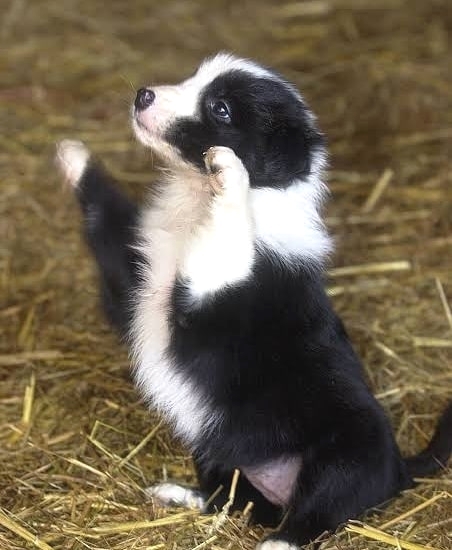 🟥🍁🟥 CKC REGISTERED MALE 🐶🐶 FEMALE BORDER COLLIE PUPPIES 🐕🐕 AVAILABLE🚛✅ Image eClassifieds4u