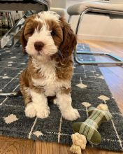 Labradoodle Puppies From Health Tested Parents