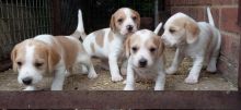 LOVELY WITH AMAZING CHARACTERISTICS BEAGLE PUPPIES FOR ADOPTION