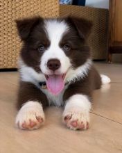 🟥🍁🟥 CKC REGISTERED MALE 🐶🐶 FEMALE BORDER COLLIE PUPPIES 🐕🐕 AVAILABLE🚛✅ Image eClassifieds4u 3
