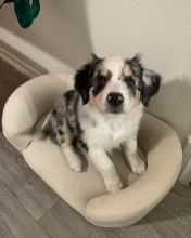 🟥🍁🟥 CKC REGISTERED MALE 🐶🐶 FEMALE BORDER COLLIE PUPPIES 🐕🐕 AVAILABLE🚛✅ Image eClassifieds4u 4