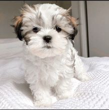 Malshi Puppies Available For Good Homes Playful And Adorable! Image eClassifieds4U