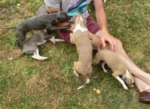 Italian Greyhound Puppies available