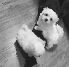 Pretty Maltese Puppies for adoption 😍🐾🐾 Image eClassifieds4U