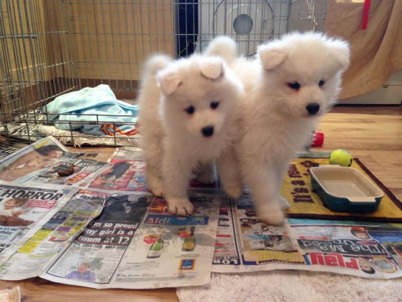 Magnificent Samoyed Puppies Image eClassifieds4u