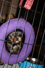 Yorkshire Terrier Puppies for adoption 😍