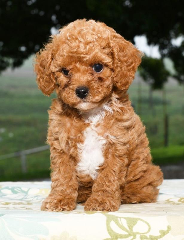 🐕🐕🐕Beautiful Toy Cavapoo Puppies for adoption🐕🐕🐕 Image eClassifieds4u