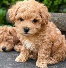 🐕🐕Adorable toy Maltipoo Puppies for adoption