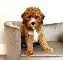 Male and female Toy Cavapoo puppies for adoption