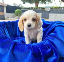 Cute Lovely male and female er Puppies for adoption