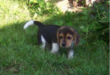 Gorgeous Beagle puppies for re homing